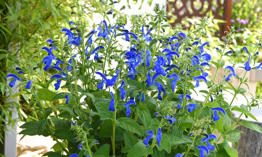 Image 15: Rainbow Perennial Collection - 72 or 144 Plants