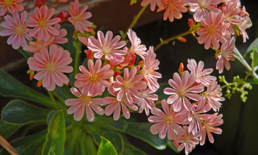 Image 4: 12 or 24 Pack Lewisia Cotyledon Elise Mixed Plugs