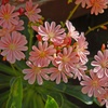 Image 4: 12 or 24 Pack Lewisia Cotyledon Elise Mixed Plugs