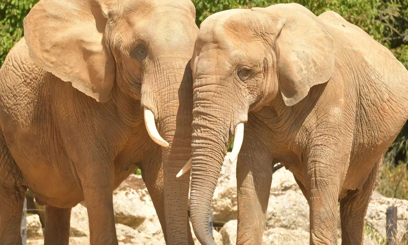 Essex: 4* Stay for 2 or 4 with Breakfast and optional Zoo tickets