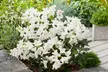 Set van 3 'Rhododendron' planten voor in de tuin in kleur naar keuze - Second Medium