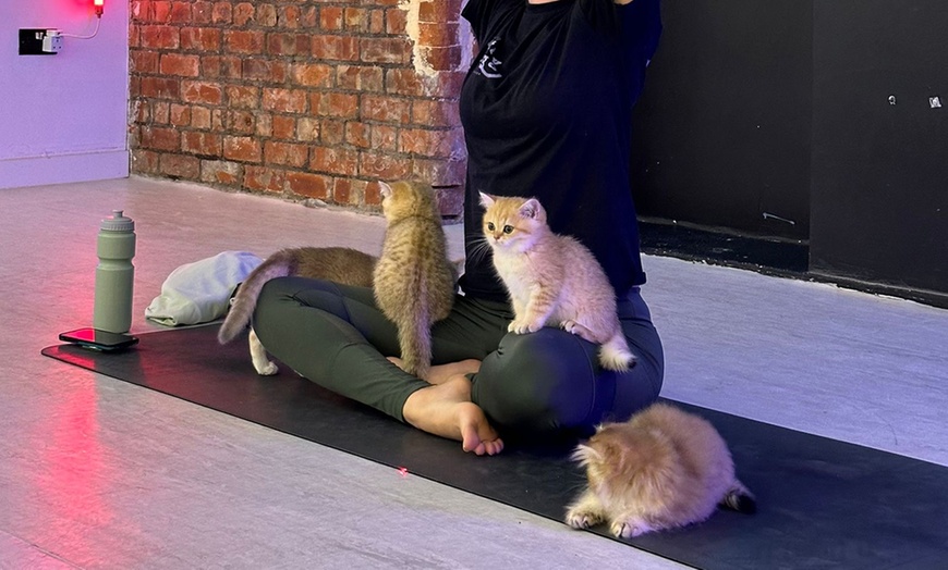 Image 8: Find Your Zen: Yoga Classes With Adorable Kittens in London