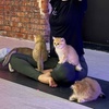 Image 8: Find Your Zen: Yoga Classes With Adorable Kittens in London