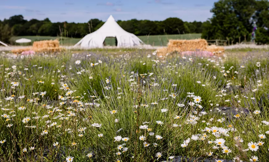 Image 4: Wildflower Meadow Afternoon Tea for Two or Four – Relax & Unwind at Finchingfield Lavender Field! (Up to 45% Off)