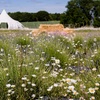 Image 4: Wildflower Meadow Afternoon Tea for Two or Four – Relax & Unwind at Finchingfield Lavender Field! (Up to 45% Off)