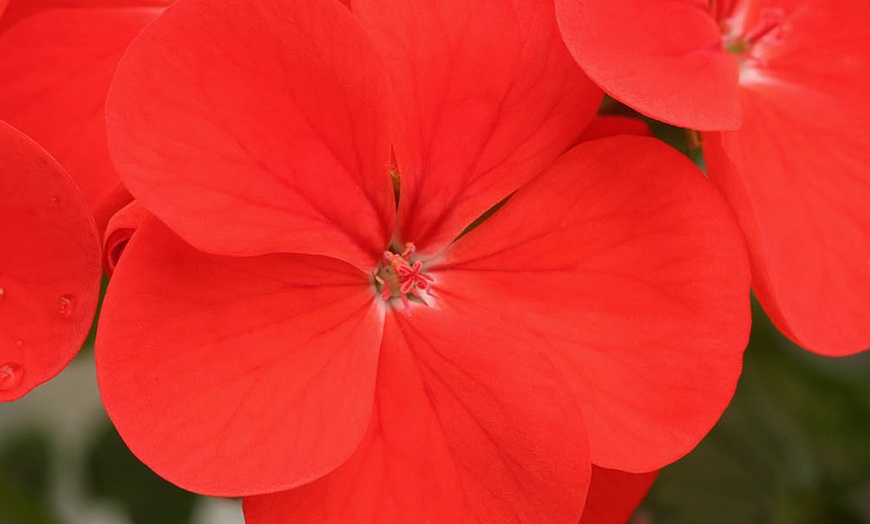 Image 5: Geranium 'Fire Queen' Garden-Ready Plants