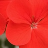 Image 5: Geranium 'Fire Queen' Garden-Ready Plants