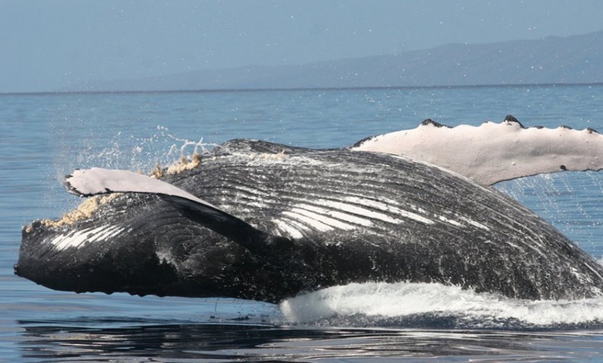 Image 5: Whale Watching at 1:00 PM – Tickets for Adults, Kids & Families