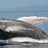 Image 5: Whale Watching at 1:00 PM – Tickets for Adults, Kids & Families