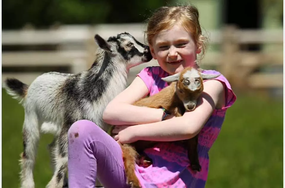 Hands-On Animal Encounters Polk City