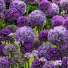 Image 1: Allium Bulbs Collection