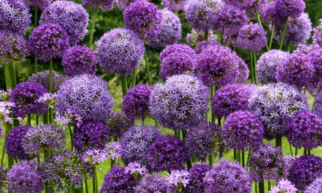 Groupon Unisex Purple Allium Bulbs Collection:allium Sphaerocephalon/50 Bulbs