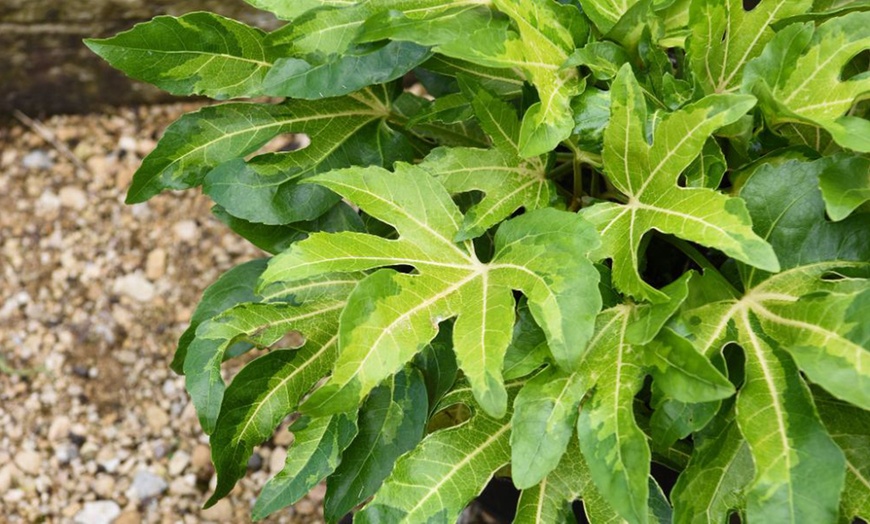 Image 1: Fatsia japonica Camouflage Evergreen Tropical Foliage