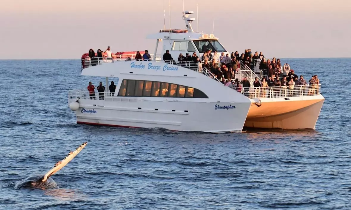 Up to 50% Off Whale Watching and Harbor Tours - Harbor Breeze