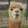 Image 10: African Safari Wildlife Park: Drive & Walk-Thru Safari w/ 400+ Animals