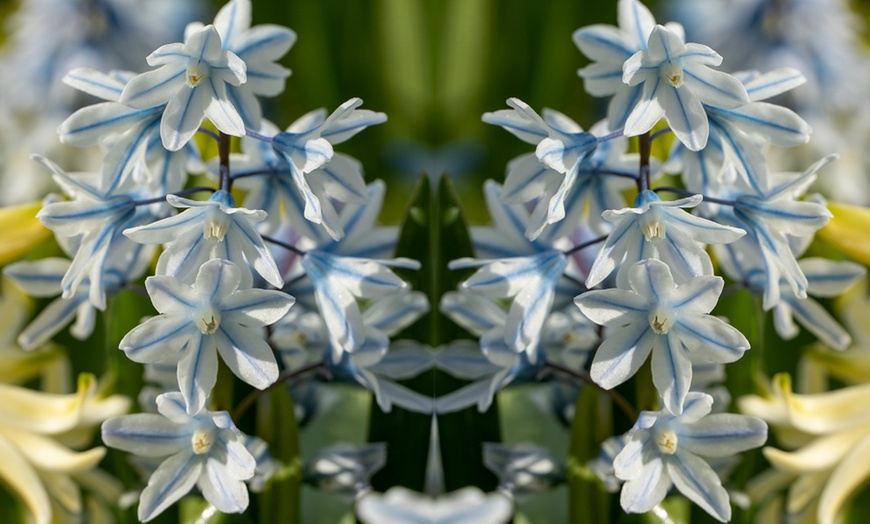 Image 8: Hardy Spring Bulb Collection