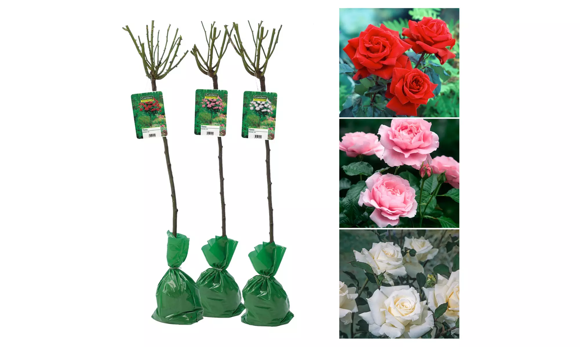3er-Set Stamm-Rosen