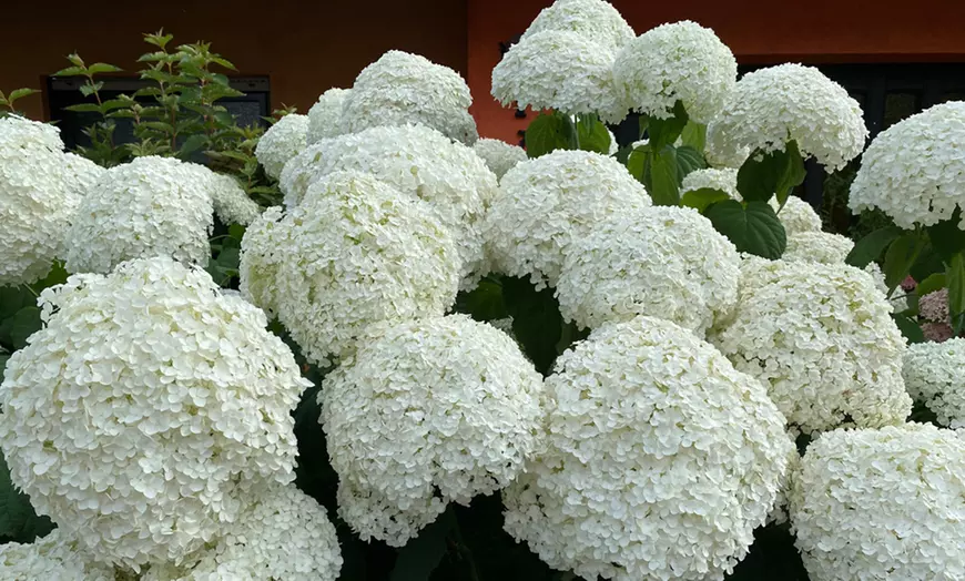 Image 16: Upto Three Mixed Potted White Hydrangea Varieties