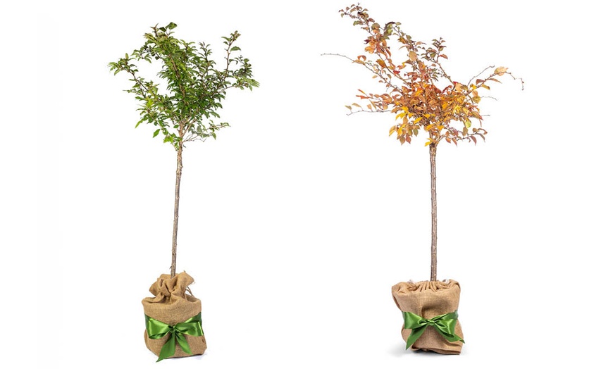 Image 3: YouGarden Cherry 'Kojo-no-Mai' Standard Tree Gift Wrapped