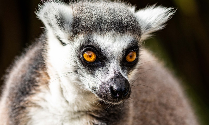 Image 4: Le "plus grand safari de France" : journée d'évasion à Planète Sauvage