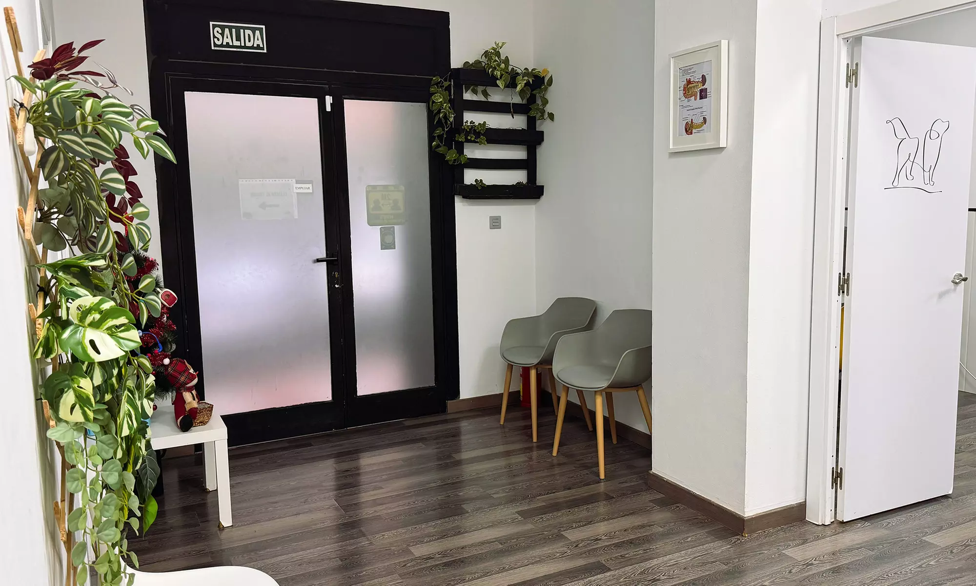 ¡Cuida a tu mascota! Esterilización para perro macho, gato o gata