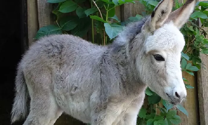 Tageskarte oder Familienkarte für den Tierpark Weißwasser