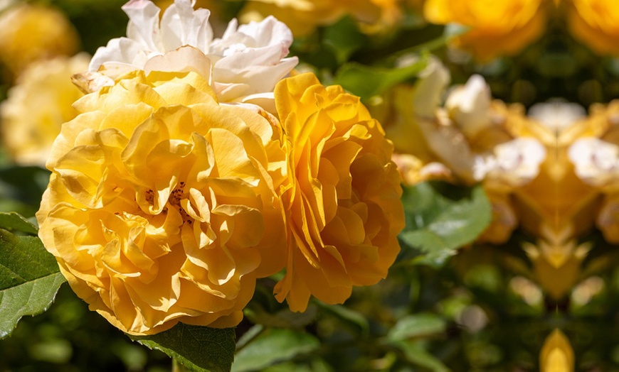 Image 3: Rose of the Year Winners Collection - 4 Plants