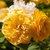 Image 3: Rose of the Year Winners Collection - 4 Plants