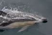 Embark on a 3-Hour Ocean Safari: Whales, Dolphins & Birds Await with The Starlight Fleet (Save 22%)! - Second Medium