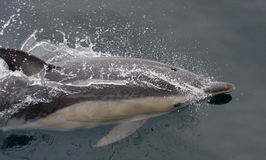 Image 2: 3-Hour Whale, Dolphin & Bird Trip - Experience Nature Close Up! 