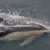 Image 4: Up to 30% Off Whale and Dolphin Watching at Starlight Fleet
