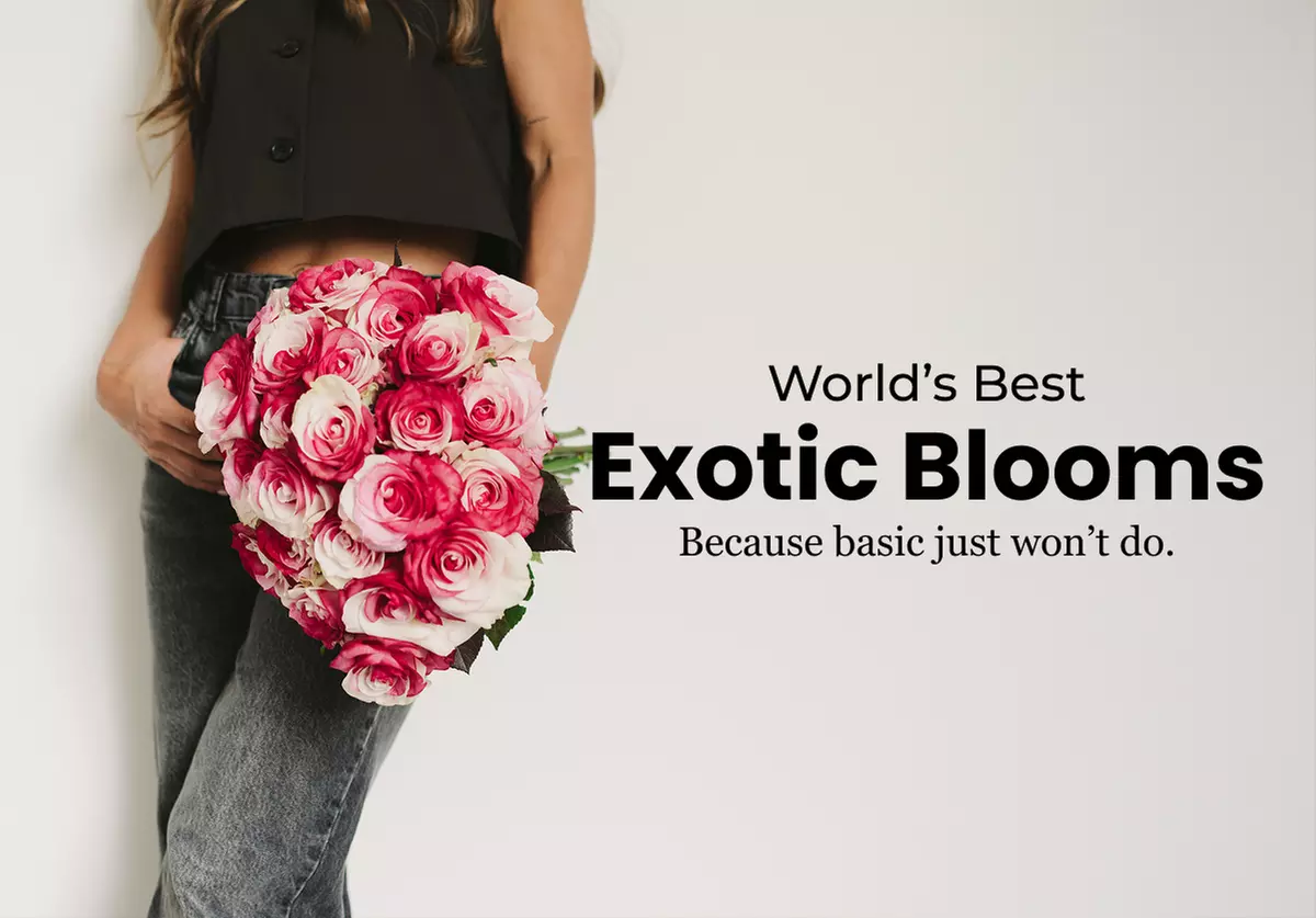 Go Long. Go Bold. Best Anniversary Blooms & Roses from Rosaholics Up to 71% Off.