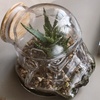 Image 2: Storm Trooper Terrarium and Cookie Jar