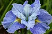 Peacock Butterfly Iris Sibirica Collection - Artistic Hardy Perennials - Second Medium