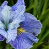 Image 4: Peacock Butterfly Iris Sibirica Collection - Artistic Hardy Perennials