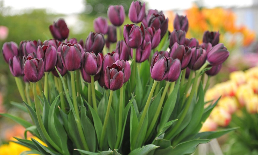 Image 1: Tulip Cafe Noir - Up to 30 Spring Bulbs
