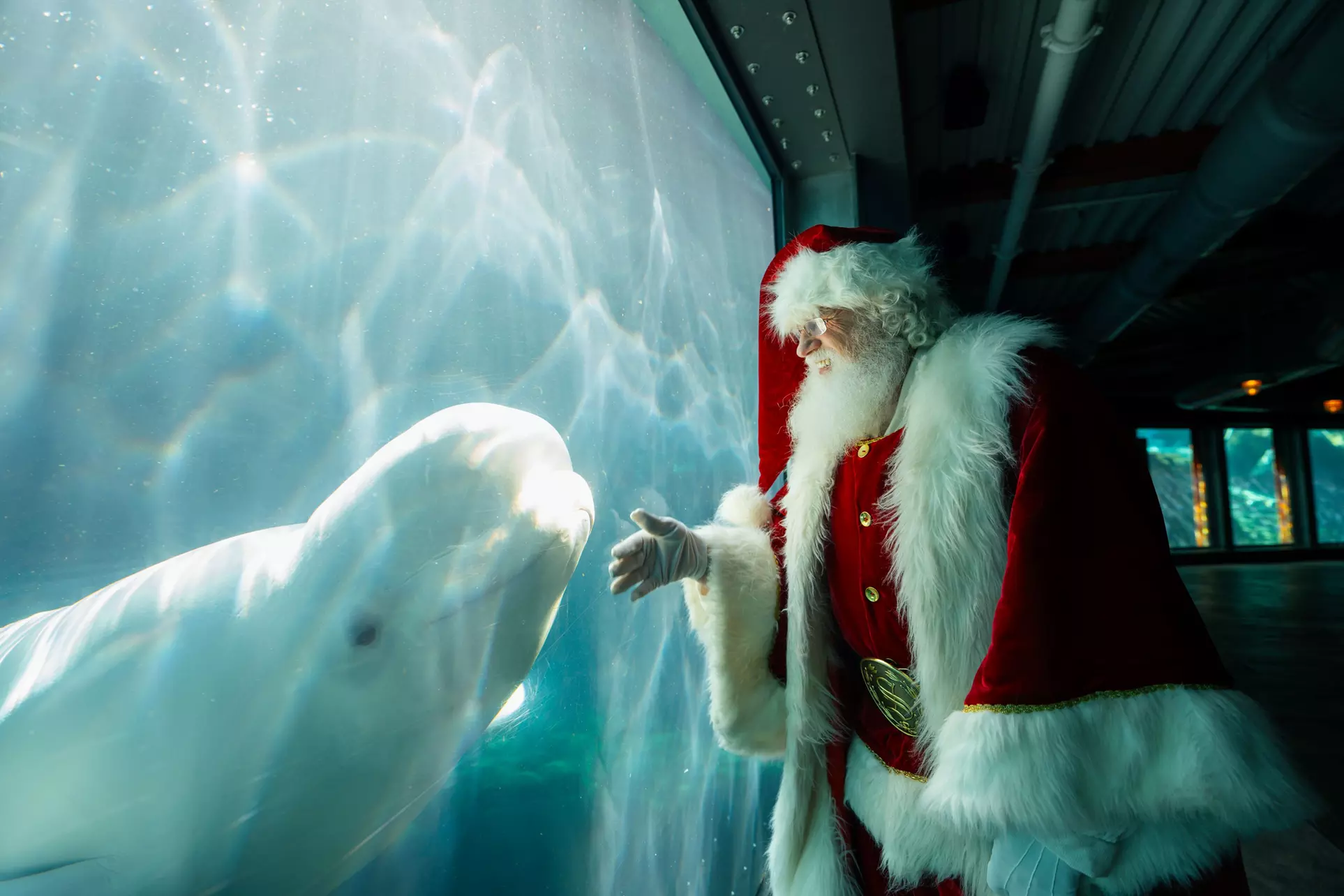 SeaWorld Tickets, Fun Cards & More! 59% Off