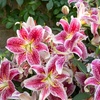 Image 12: Graduation Flower Bulb Collections