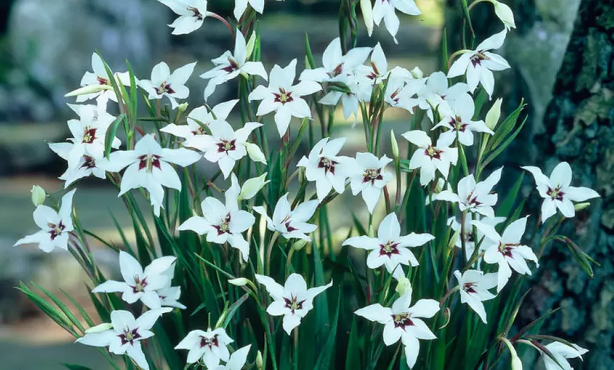 Image 2: Summer Flowering Bulb Collection