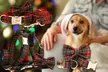 Flex your pet’s personality with comfortable and cool collars designed just for them! (Up to 71% off) - Second Medium