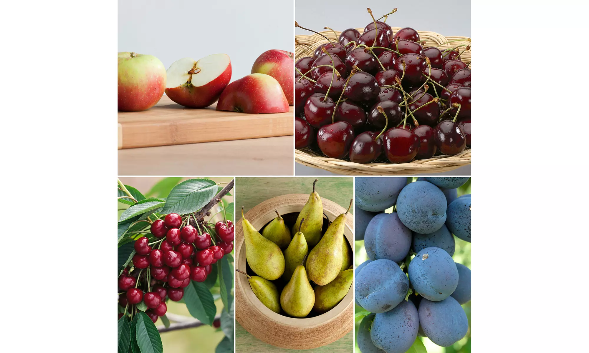 5er-Set Obstbäume: Apfel, Birne, Süßkirsche, Sauerkirsche und Pflaume