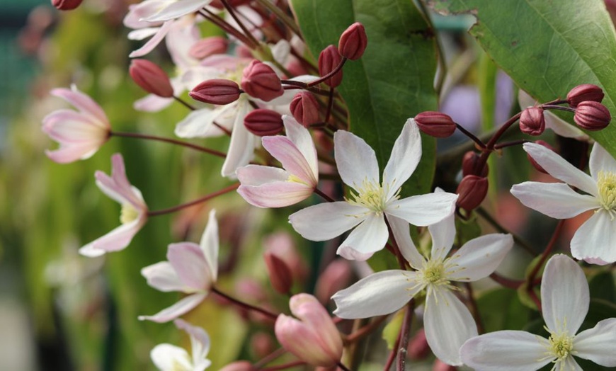 Clematis armandii on sale apple blossom