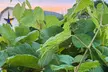Gather Friends for Wine Tasting Fun for Two, Three, Four, or Six People at StarView Vineyards (Up to 27% Off) - Second Medium
