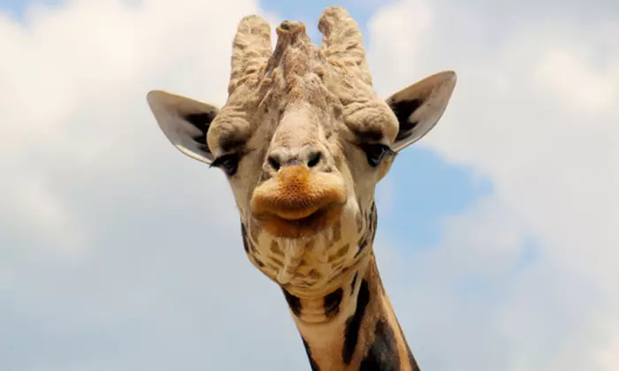 Animal Encounters at Wild Animal Safari Pine Mountain (Up to 20% Off). One General Admission For Adult or Child  - Primary Image