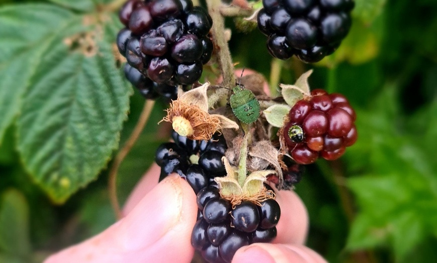 Image 7: Join the Adventure: Two or Four Person Foraging Tour Howth