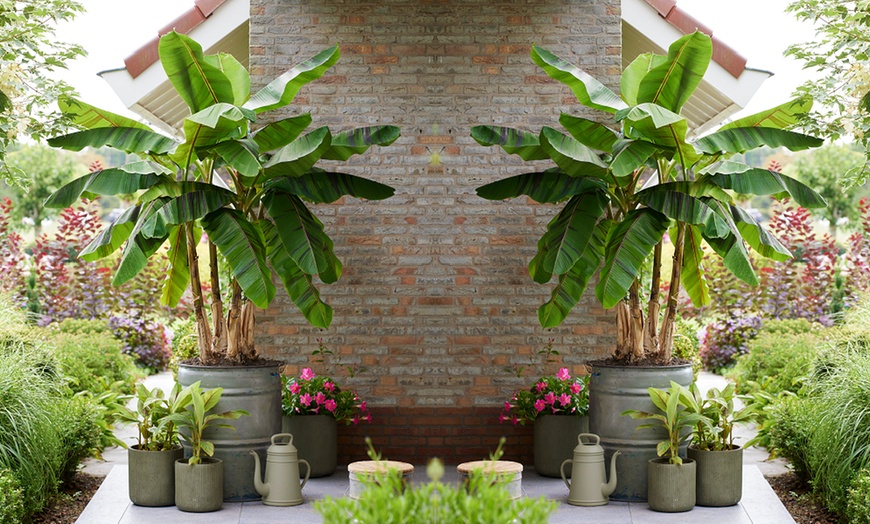 Image 1: Red Hardy Banana - Ever Red - 1 or 3 Potted Plants