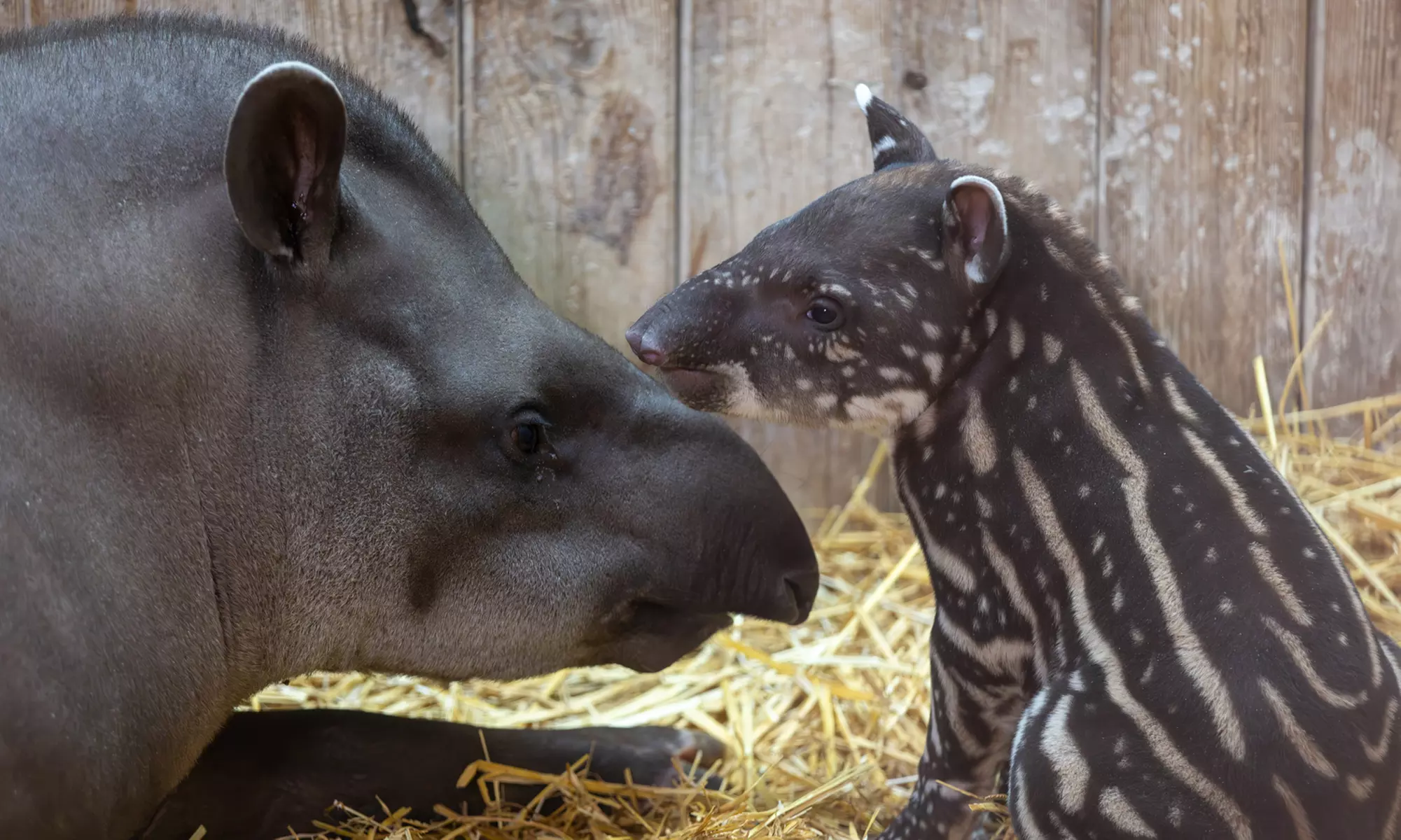 ZooParc de Beauval : 1 ou 2 jours pour un tour du monde animal