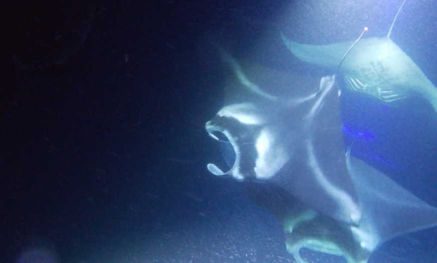 Image 3: Manta Ray Snorkeling Trip in Kona, Hawaii - Small Group & Longest Tour