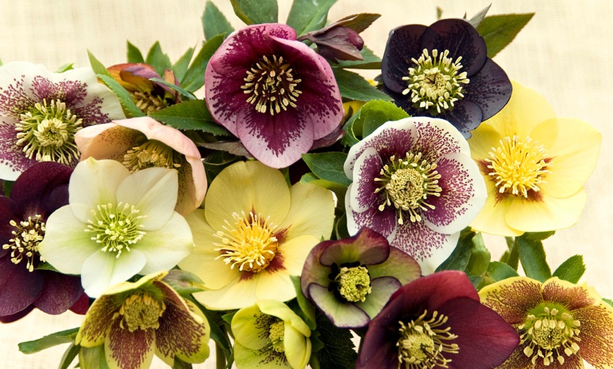 Image 4: Winter Flowering Oriental Hellebores - 5 or 10 Plants