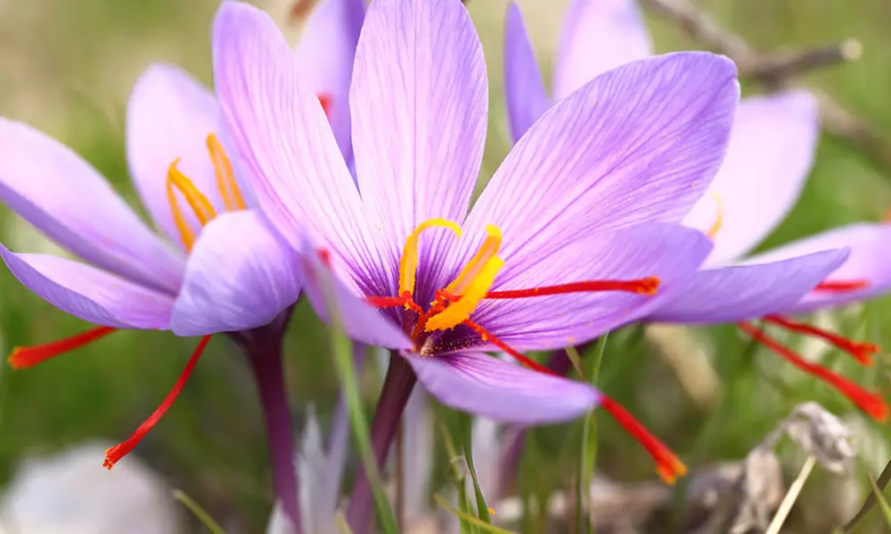 Saffron Crocus Sativus Bulb (15-Pack) - Second Medium